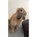 rabbit Squad :)