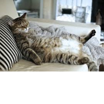 Great Cats Forever