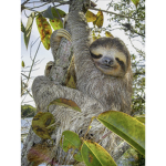 Sloths only group