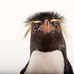 Penguin Live