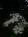 ꜰʟᴏʀᴇ