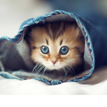 I gatti mitici