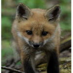 Fox Fun FanGroup