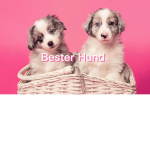 Bester Hund