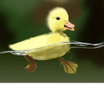 Duckyzzz
