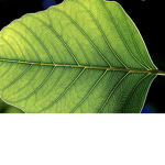 The Leaf Clan of Great Importance