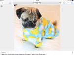 PERFECT PUGZ