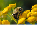 Lovely Bees :D
