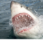 The Power Sharks