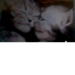 CATS FOR EVER!!!