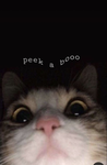 Red gang only red