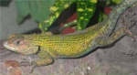 reptiles