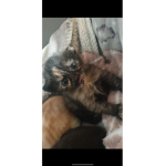 SMUDGE DA CAT
