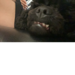 dog teeth