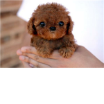 Dog Lovers!!!!!!!!!!!!!!!!