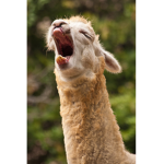 L'lama l'lama power <3