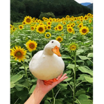 sunny-ducks