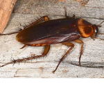 Royal Roaches