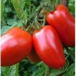 The Cool Tomatoes