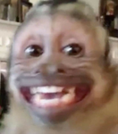 SUS MONKEYS