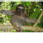 The sloth happy place