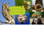Animals in Roblox