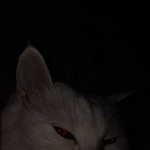 ¡bunny boutique¡