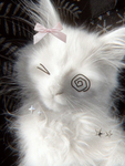 Cute kitty’s <3