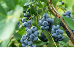 Blueberry army!!!!!