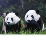 save and help the pandas