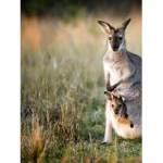 The kangaroos!!