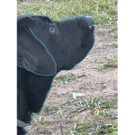 This is my dog solo