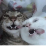 kittyluvrs