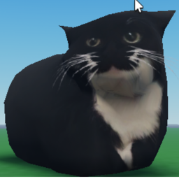 Maxwell the cat