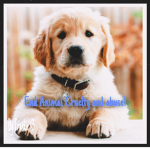 ∙ End animal abuse and cruelty! ∙