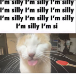 silliestkitties