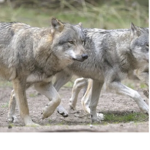 The Wolf Fun Club!