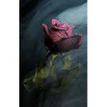 Death Rose's Studio
