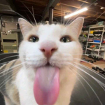 maus meow