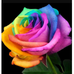The roses are da best