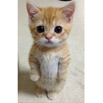 We are cat people :)