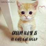 el gato cat group