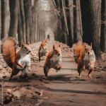 Squirrel millatary