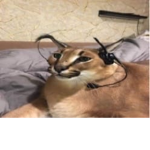 MonSterZZZ