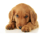 Cute dogsss