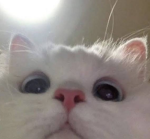 <~>cats forever!<~>