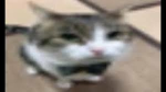 blud group page exe