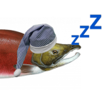 sleepy salmon Group Thumbnail