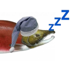 sleepy salmon Group Thumbnail