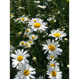 the forgotten daisy field